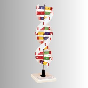 DNA<br>Molecular Kit