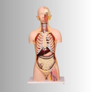 Human Torso Natural Size<br>12 Parts