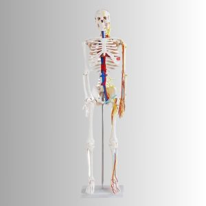 Skeleton Model 85cm<br>with Blood Vessels